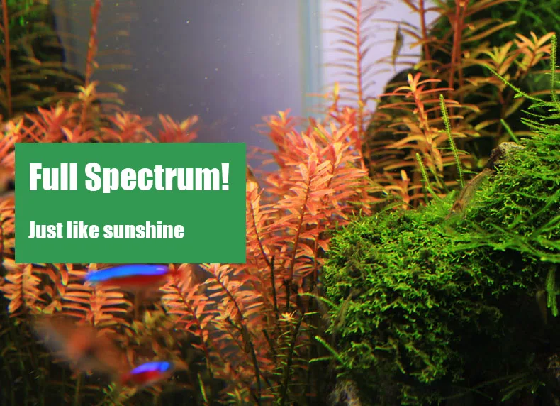 Spirituosen C-Serie ADA-Stil P – Aquarium Plant Growth Bewertung und Preis