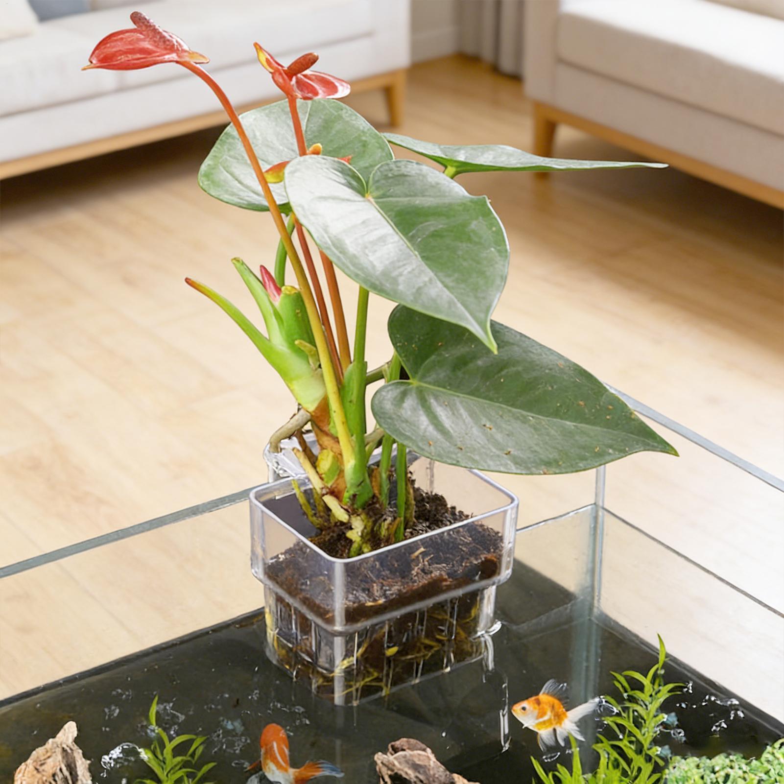 Transparenter Hängbarer Aquari – Planted Aquarium Kit Bewertung und Preis