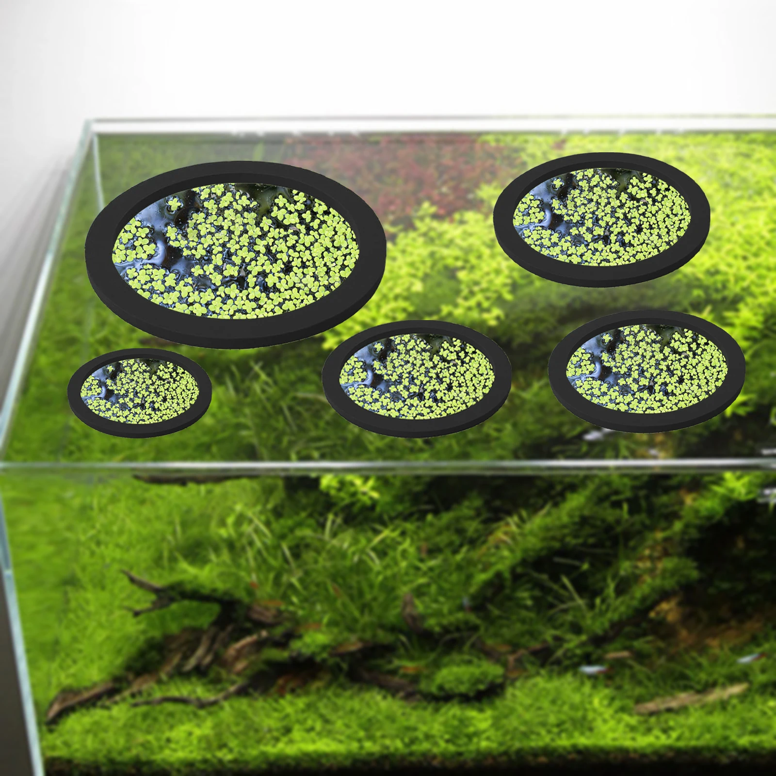 5Pcs EVA Fisch Fütterung Ring  – Aquarium For Planted Tank Bewertung und Preis
