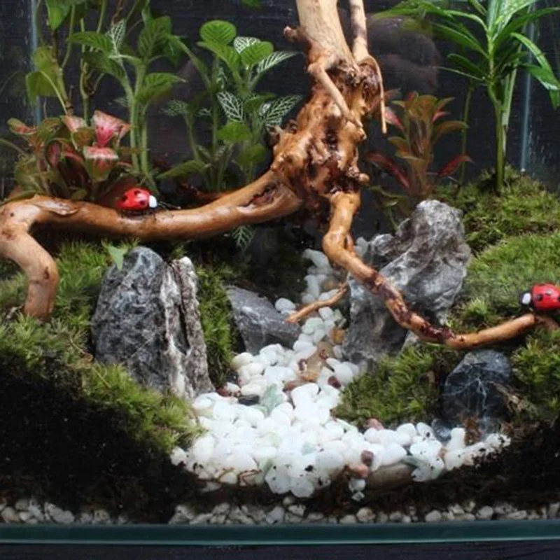 Natürliche Baum Stamm Treibhol – Planted Aquarium Making Bewertung und Preis